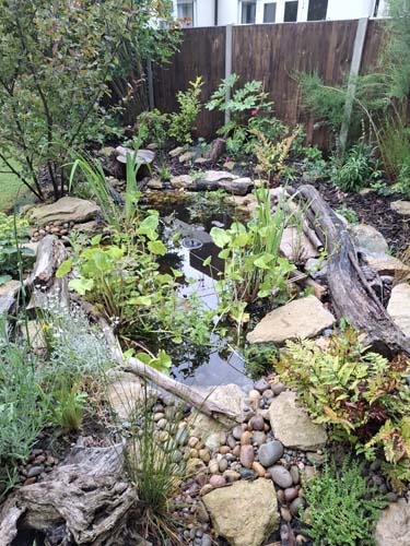 Wildlife pond 1 Year Maturity