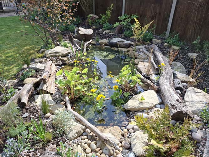 Wildlife pond 1 Year Maturity